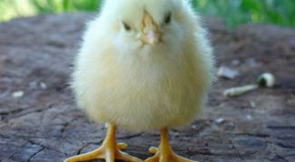 Картинка по теме - как разводить бройлеров