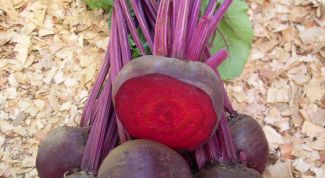 Картинка по теме - как сажать свеклу