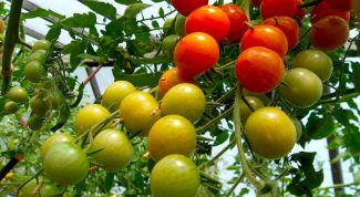 Картинка по теме - как выращивать томаты в теплице