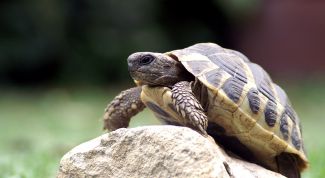 Картинка по теме - как содержать черепаху