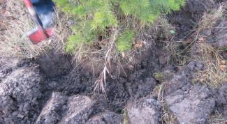 Картинка по теме - как пересаживать сосну