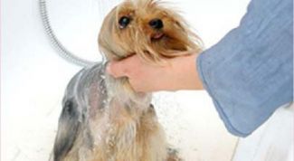 Картинка по теме - как купать йоркширского терьера