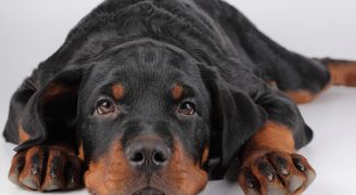 Картинка по теме - как лечить подкожный клещ у собак