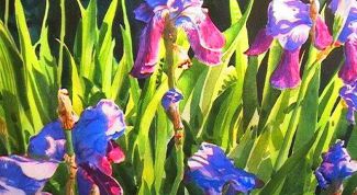 Картинка по теме - как нарисовать ирис