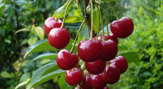 Картинка по теме - как выращивать вишню