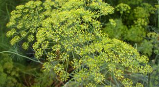 Картинка по теме - как посеять укроп