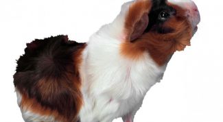 Картинка по теме - как назвать морскую свинку мальчика