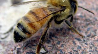 Картинка по теме - как увеличить пасеку