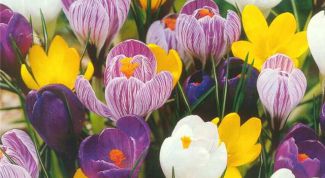 Картинка по теме - как вырастить крокус