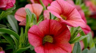 Картинка по теме - как вырастить рассаду петуньи