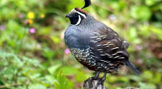 Картинка по теме - как разводить перепелок