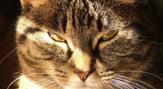 Картинка по теме - как колоть уколы коту