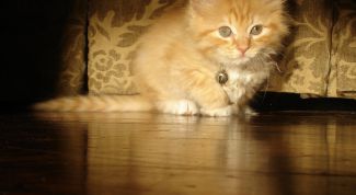 Картинка по теме - как вырастить кота