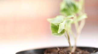 Картинка по теме - как поливать цветы зимой