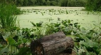 Картинка по теме - как переходить болото