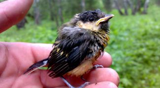 Картинка по теме - как выкормить птенца