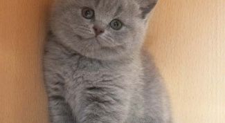 Картинка по теме - как отличить британского котенка