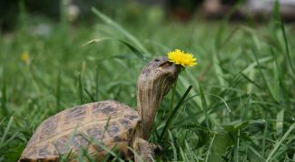 Картинка по теме - как заставить черепаху есть