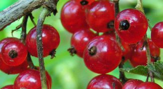 Картинка по теме - как готовить компот из красной смородины