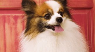 Картинка по теме - как назвать шпица