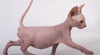 Картинка по теме - как мыть сфинкса