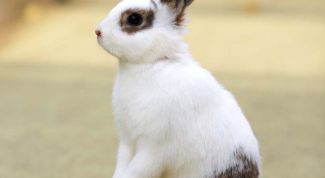 Картинка по теме - как отличить самку кролика