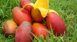 Картинка по теме - как разделывать манго