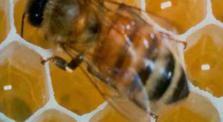 Картинка по теме - как покупать пчел