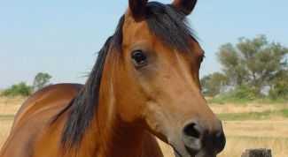 Картинка по теме - как играть с лошадьми