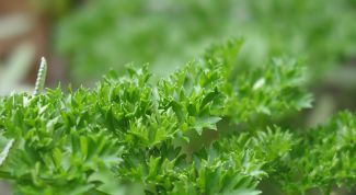 Картинка по теме - как сохранить свежую зелень