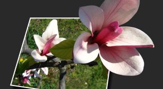 Картинка по теме - как оживить фотографию