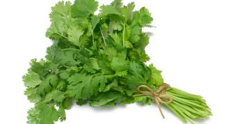 Картинка по теме - как выращивать кинзу