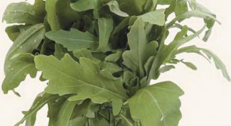 Картинка по теме - как вырастить рукколу