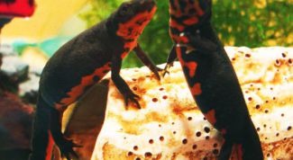 Картинка по теме - как кормить тритона