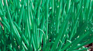 Картинка по теме - как вырастить лук-батун