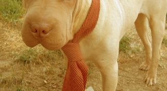 Картинка по теме - как обрести чувство собственного достоинства