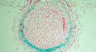 Картинка по теме - как лечить половые инфекции