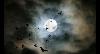 Картинка по теме - как нарисовать летучую мышь