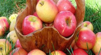 Картинка по теме - как собирать яблоки