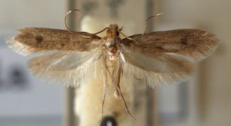 Картинка по теме - как сохранить шубу от моли