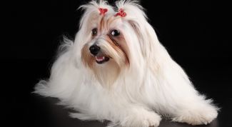 Картинка по теме - как отучить щенка от улицы