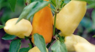 Картинка по теме - как посеять перец