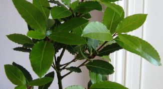 Картинка по теме - как вырастить лавр