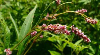 Картинка по теме - как принимать водяной перец