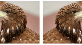 Картинка по теме - как сделать фото зеркальным