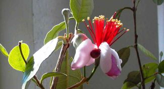 Картинка по теме - как вырастить фейхоа