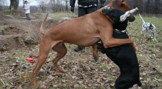 Картинка по теме - как соединить видео и звук