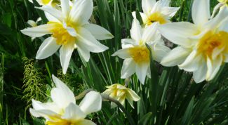 Картинка по теме - как выращивать нарциссы