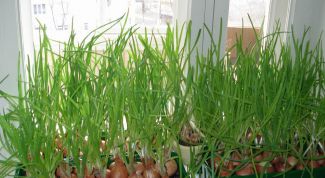 Картинка по теме - как вырастить крупный лук