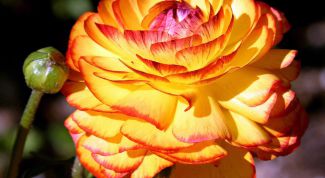 Картинка по теме - как вырастить георгины